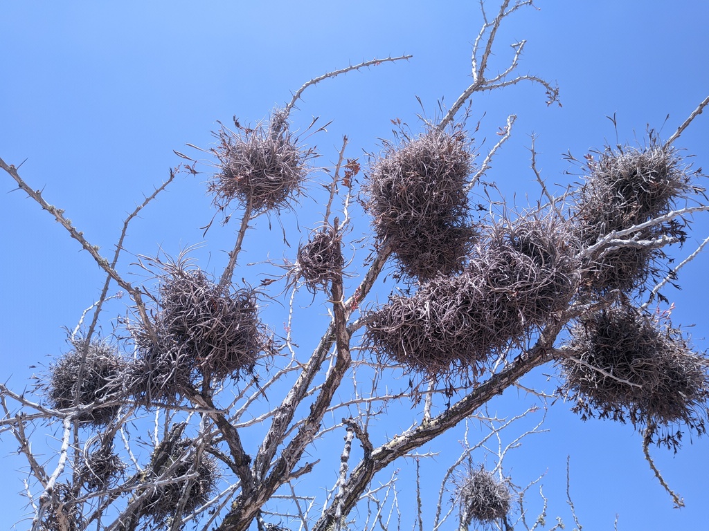 strange lichen growths, please tell me what they are if you know