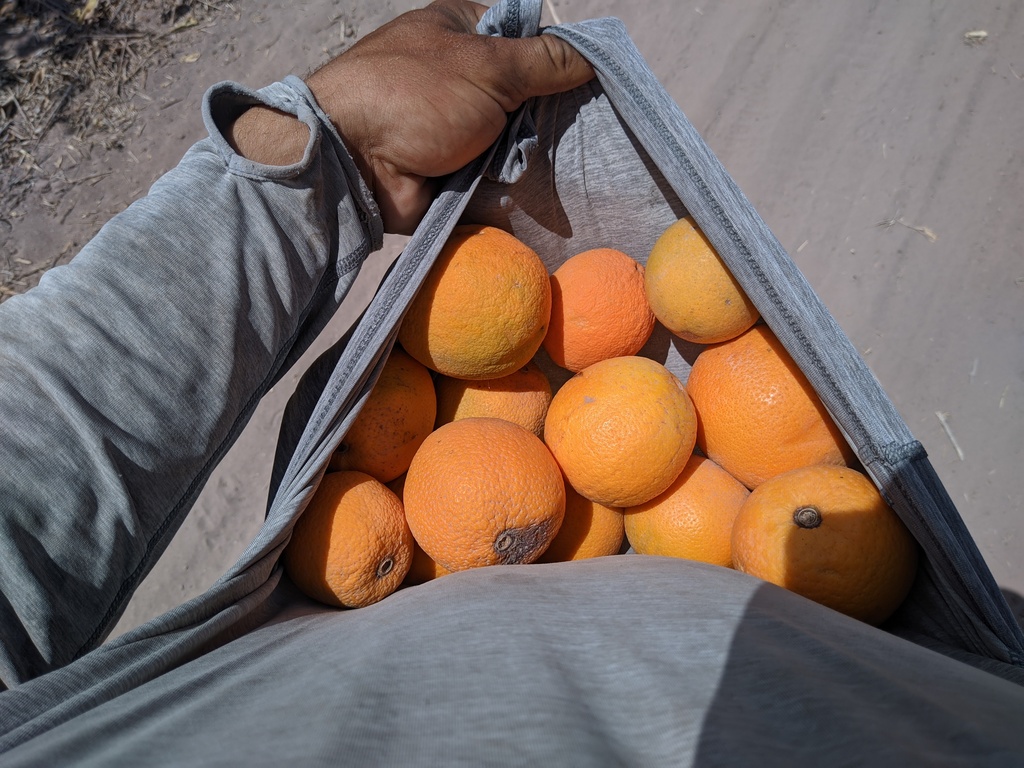 to complete the reenactment from lord of the rings, raiding an orange orchard