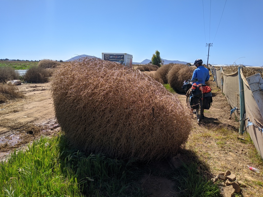 this tumbleweed could take out a cyclist