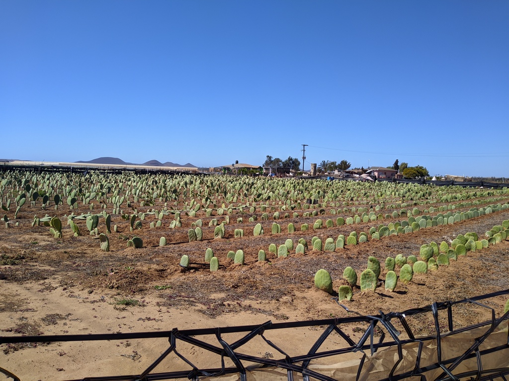 cactus (nopales) farm