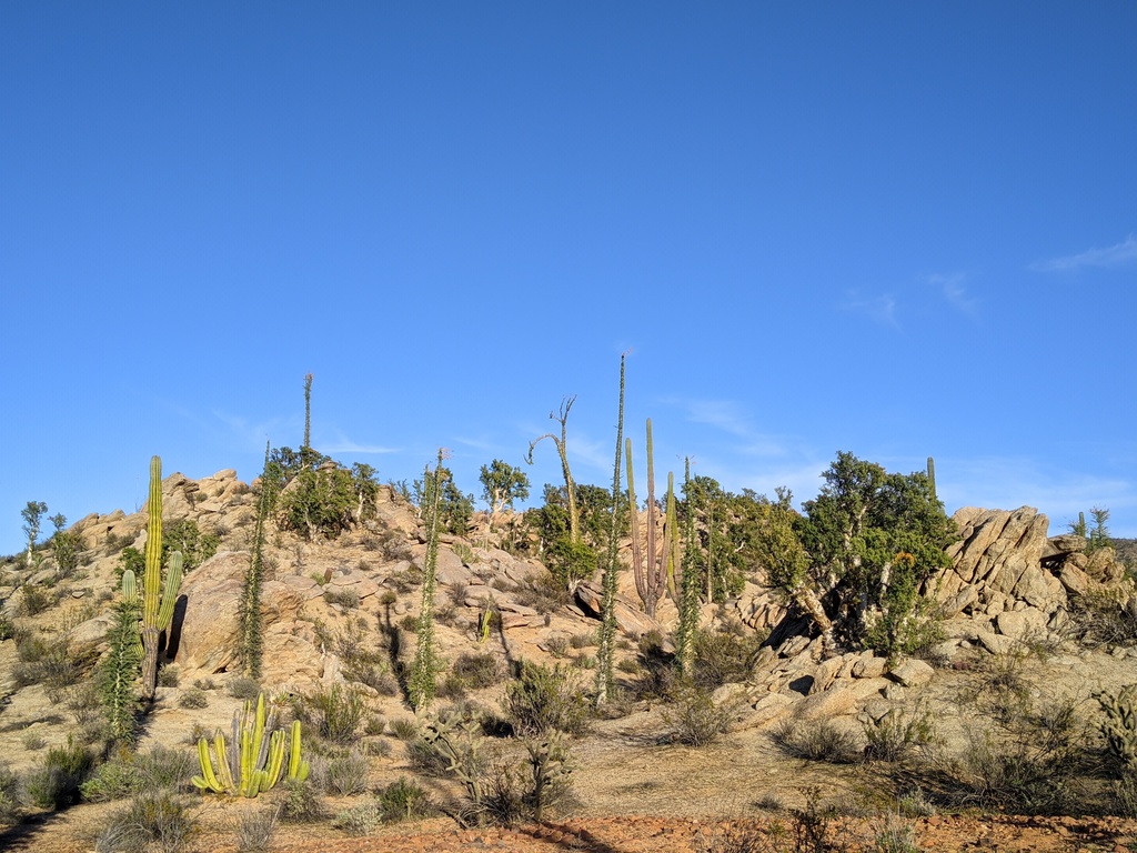 amazing desert garden landscapes